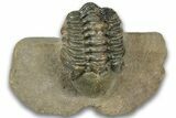 Detailed Reedops Trilobite - Atchana, Morocco #323696-2